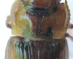 Bradybaenus opulentus