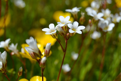 Meadow Saxifrage