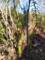 Pterostylis daintreana