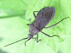 Hygia lativentris