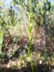 Pterostylis daintreana
