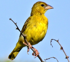 Ploceus subaureus subaureus