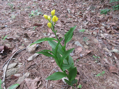 Cephalanthera falcata