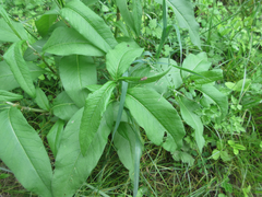 Koenigia alpina