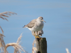 Tringa brevipes