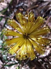 Banksia neoanglica