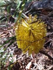 Banksia neoanglica