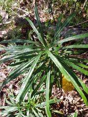 Banksia neoanglica