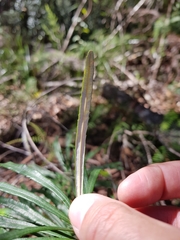 Banksia neoanglica