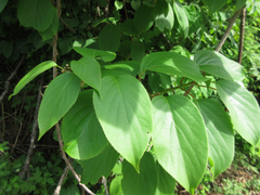 Actinidia arguta