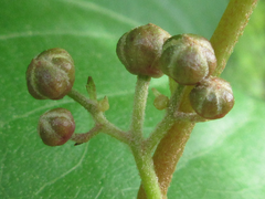 Actinidia arguta