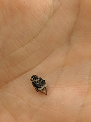 Valgus hemipterus