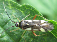 Loristes decoratus