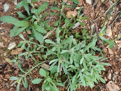 Pseudognaphalium affine