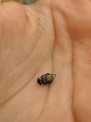 Valgus hemipterus