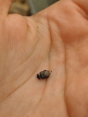 Valgus hemipterus