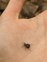 Valgus hemipterus