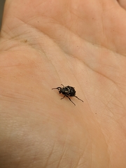 Valgus hemipterus