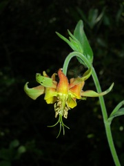 Aquilegia eximia