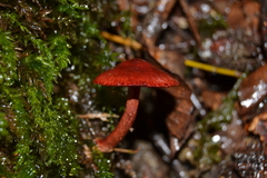 Cortinarius sanguineus