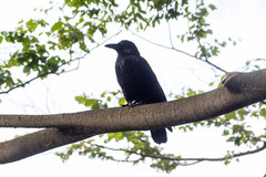 Corvus corone