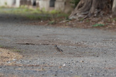 Spodiopsar cineraceus