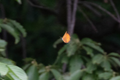 Japonica lutea