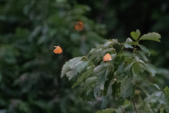 Japonica lutea