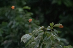 Japonica lutea
