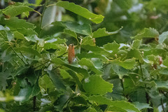 Japonica lutea