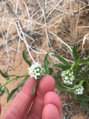 Oreocarya suffruticosa
