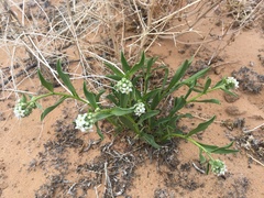 Oreocarya suffruticosa