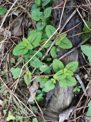 Lysimachia congestiflora