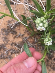 Oreocarya suffruticosa