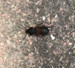 Gynandromorphus etruscus