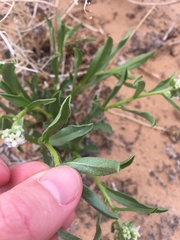 Oreocarya suffruticosa