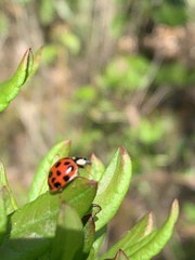 Harmonia axyridis