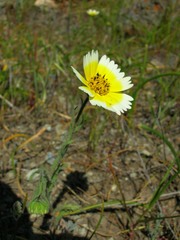 Layia gaillardioides