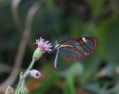 Ithomia agnosia zikani