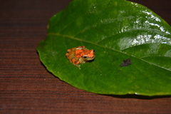 Dendropsophus miyatai