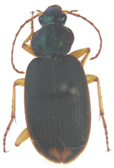Chlaenius varians