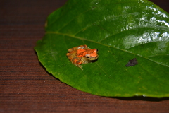 Dendropsophus miyatai