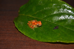 Dendropsophus miyatai