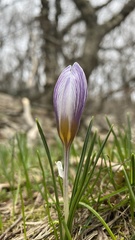 Crocus tauricus
