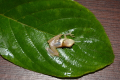 Dendropsophus miyatai