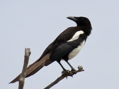 Pica asirensis