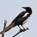 Asir Magpie - Photo (c) Gregory Askew, some rights reserved (CC BY-NC), uploaded by Gregory Askew