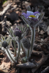 Pulsatilla halleri