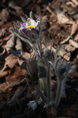 Pulsatilla halleri