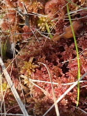 Sphagnum bartlettianum